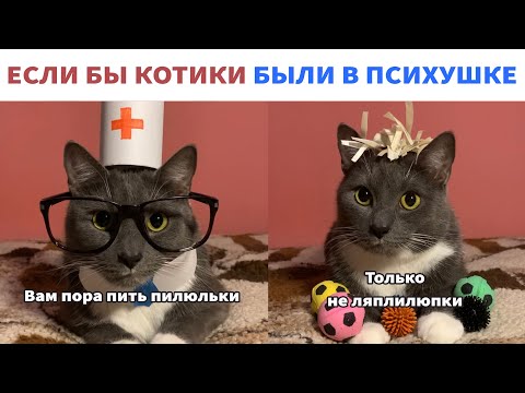 Видео: ЕСЛИ БЫ КОТИКИ БЫЛИ... - ПРИКОЛЬНЫЕ СИТУАЦИИ В МИРЕ КОТОВ