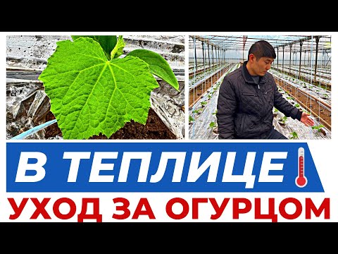 Видео: ПОДГОТОВКА ТЕПЛИЦЫ К НОВОМУ СЕЗОНУ. 2 ЦИКЛ 2 СЕРИЯ #теплица #агробизнес #удобрения #рассада