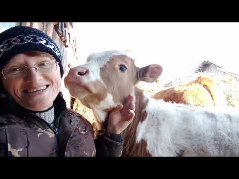 Видео: Докупили сено/О ценах на овёс/Почему мы ещё здесь