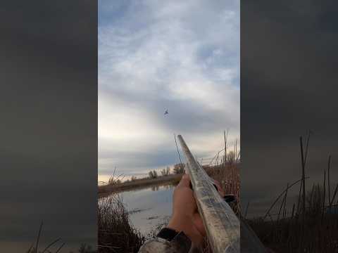 Видео: Эти разрезаны ровно посередине! #охотанаутку #водоплавающаяптица #охота #утка