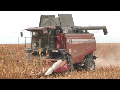 Видео: GOMSELMASH GS12A1 PRO: Жатва кукурузы на зерно в полном разгаре! 🌽💪