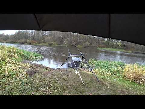 Видео: ЛОВЛЯ ФИДЕРОМ НА РЕКЕ БЕРЕЗИНА ПОЗДНЕЙ ОСЕНЬЮ. РАЗВЕДКА НОВЫХ МЕСТ В НЕПОГОДУ. ТРОФЕЙНЫЙ ЯЗЬ 2025