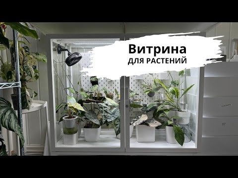 Видео: Витрина для растений // Как устроена // Что в ней растет