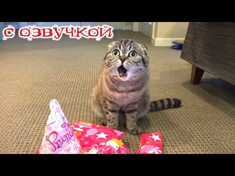 Видео: Приколы с котами! С ОЗВУЧКОЙ! Самые смешные животные!! СМЕШНЫЕ КОТЫ И СОБАКИ! ДО СЛЕЗ!
