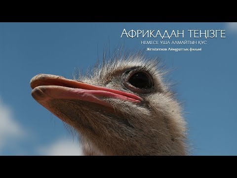 Видео: Деректі фильм: Африкадан теңізге: ұша алмайтын құс