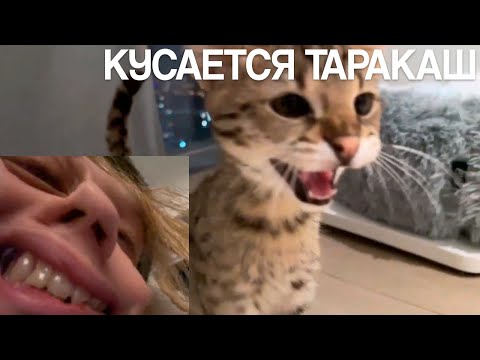 Видео: ПЕРВЫЙ СТРИМ С ФЁДОРОМ!!! ПЛОХОЙ ПАРЕНЬ РУМ ТУР ИРЛ