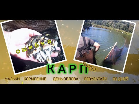 Видео: КАРП #подращивание личинки ЧАСТЬ 2 * Мои ОШИБКИ!  живой корм, облов  #рыбоводство #личинка