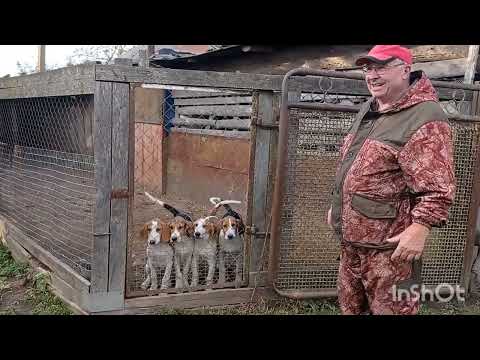 Видео: ГОНЧИЕ🦮РУССКО-ПЕГИЕ ЩЕНКИ🦮ЗАВОДЧИК ТАРЛЕЦКИЙ В.И.🦊🐰👍