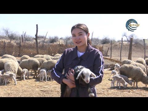 Видео: ЖЕТІСУ ЖЕРІНЕН 1 МЛН. ТӨЛ АЛУ ЖОСПАРЛАНУДА / ЕЛ мен ЖЕР / 19.04.2024