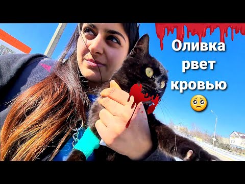Видео: Что случилось с Оливкой😱  Луна стала есть! Победили Энтерит?