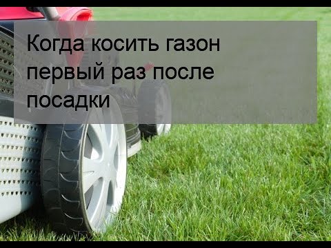 Видео: Когда косить газон первый раз после посадки