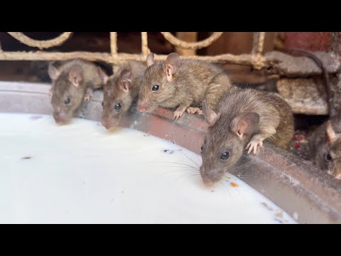 Видео: 116. Крысы!  Крысы!  Это полный ТРЫНДЕЦ!  Альбинос меня обрадовал. Индия удивляет...