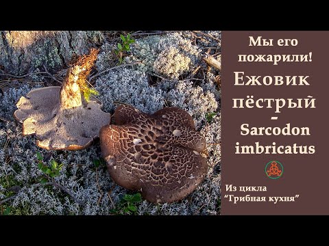 Видео: Мы его пожарили! Ежовик  чешуйчатый -Sarcodon squamosus. "Грибная кухня"