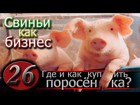 Видео: КАК КУПИТЬ ПОРОСЯТ