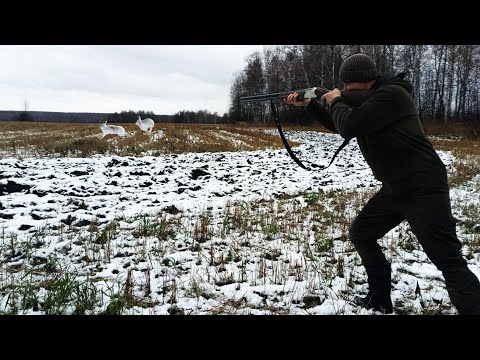 Видео: Шикарнейшая Охота на Зайца по первому Снегу. Нужно только Найти!!!