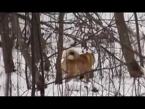 Видео: Зимняя охота на енотовидную собаку. Лотошинский район.