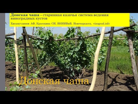 Видео: Донская чаша - старинный казачий способ ведения виноградных кустов, Хисамутдинов АФ