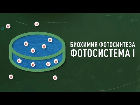 Видео: Биохимия фотосинтеза: #2. Фотосистема I [Clockwork]