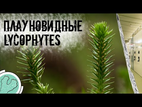 Видео: Плауновидные: Старейшие сосудистые растения современности