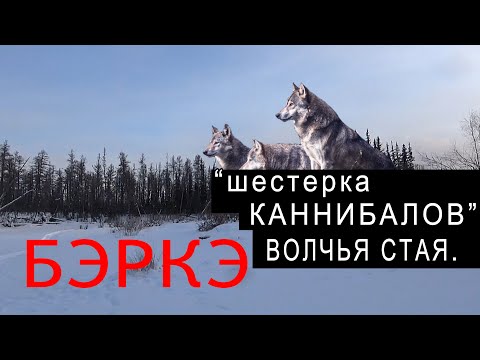 Видео: "ШЕСТЕРКА КАННИБАЛОВ". ВОЛЧЬЯ СТАЯ. Заметки БЭРКЭ.