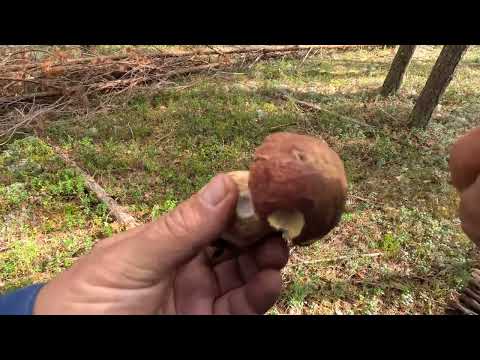 Видео: БРУСНИКА