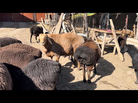 Видео: Көктем келді, қойларға қошқар қосудамыз. Қозылы қой, қошқар