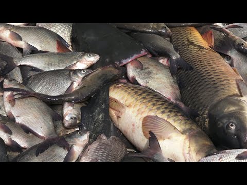 Видео: ПОДНЯЛИ А ТАМ ОНИ. ПРОВЕРКА. РЫБА ЕСТЬ А ВОДЫ НЕТ