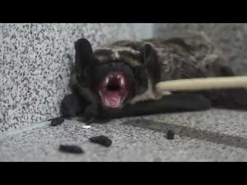 Видео: Кошмар! Летучая мышь крупным планом.