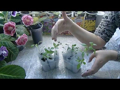 Видео: 🌼ГЕОРГИНЫ из улитки. Сажаю в пелёнки. Забавы ради🌼 🌱
