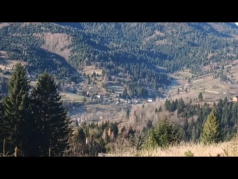 Видео: "Гриби в Карпатах: Пошук на морозі! ❄️🍄"