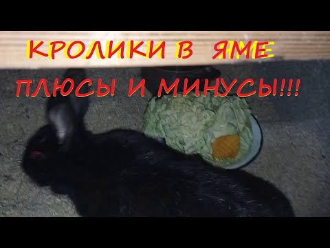 Видео: КРОЛИКИ В ЯМЕ - ПЛЮСЫ И МИНУСЫ!!!