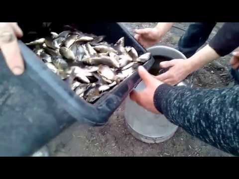 Видео: Зарыбление водоёма!