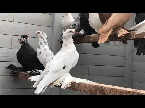 Видео: Видишь какое богатство в небе летают. Челкарь. Желтый. Капкан. Двухчубые голуби. Tauben. Pigeons