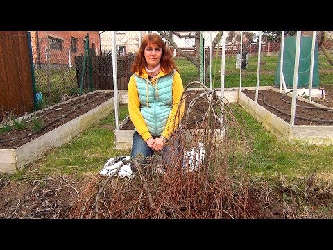 Видео: Формирование кроны лиственницы (ч.2).