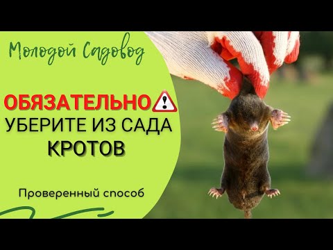 Видео: Лучшее средство от кротов | Как избавится от кротов на участке?