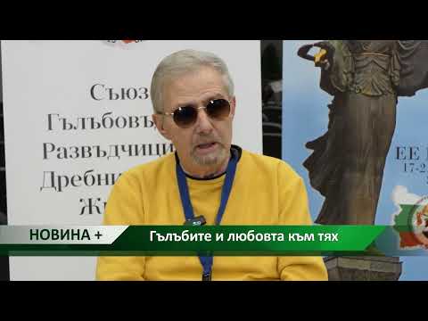 Видео: Новина плюс: Гълъбите и любовта към тях, автор: Мирела Спасова