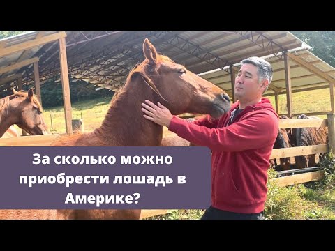 Видео: Выпуск #12 | Посетили ферму казаха в Америке