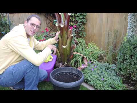 Видео: Готовим бананы сорта «Энсете» к зиме — пора копать!