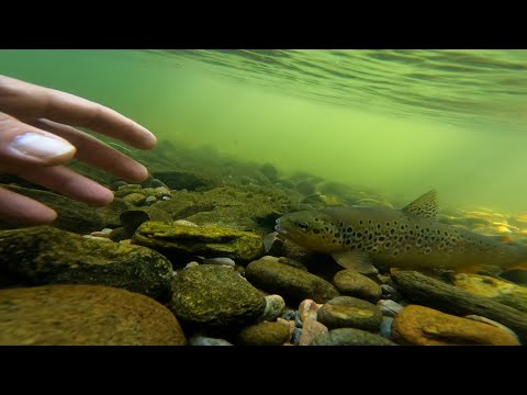 Видео: Риболов на пъстърва на суха муха. dry fly fishing brown trut. FINAL 2022