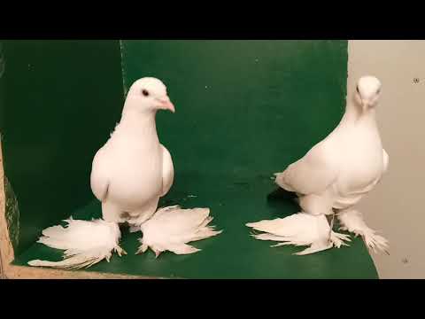 Видео: Тбилисские голуби / Нукри