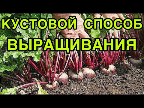 Видео: ОБЯЗАТЕЛЬНО ПОСЕЙТЕ СВЕКЛУ НА РАССАДУ ЭТИМ СПОСОБОМ! БУКЕТНЫЙ СПОСОБ ПОСЕВА