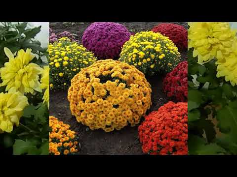 Видео: Как зимует хризантема мультифлора в нашей средней полосе