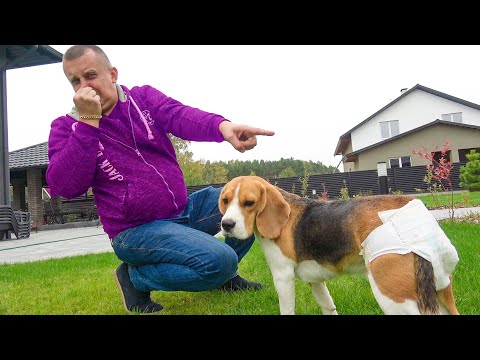 Видео: ШЕРЛОК СНЯЛСЯ В РЕКЛАМЕ ПАМПЕРСОВ. БАТЯ СМЕЁТСЯ С НЕГО. БРОС ШОУ ПЕТ