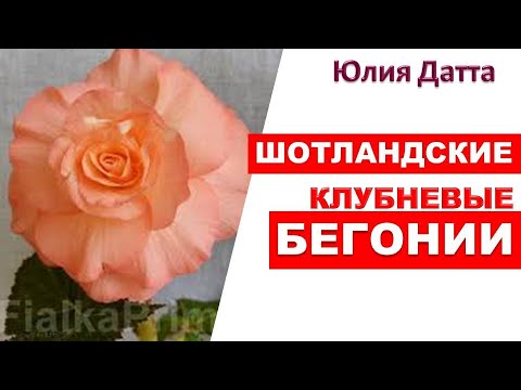 Видео: ДИМЕТРИС. О чем они думали присылая ЭТО?  Шотландские клубневые бегонии. Юлия Датта
