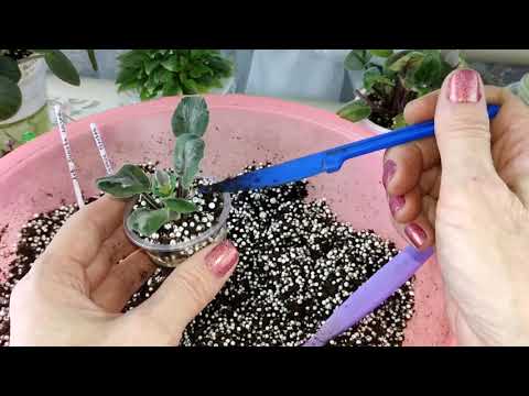 Видео: Размножение фиалок пасынками.