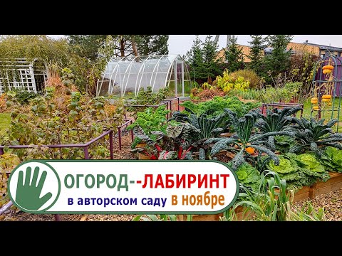 Видео: Видео журнал "СОФ №115" ОГОРОД-ЛАБИРИНТ в авторском саду в ноябре