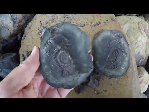 Видео: Поиск ископаемых в заливе Солтвик, октябрь 2025 г. #ископаемые #аммониты