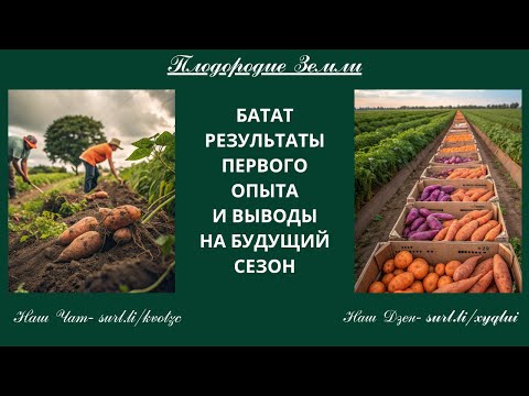 Видео: БАТАТ, первый опыт и он удачный №75/25