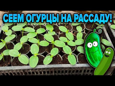 Видео: ОГУРЦЫ. РАССАДА. СОРТА. КАК СЕЯТЬ?