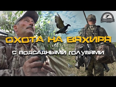 Видео: Охота на вяхиря. Подманивание вяхиря при помощи подсадных птиц.